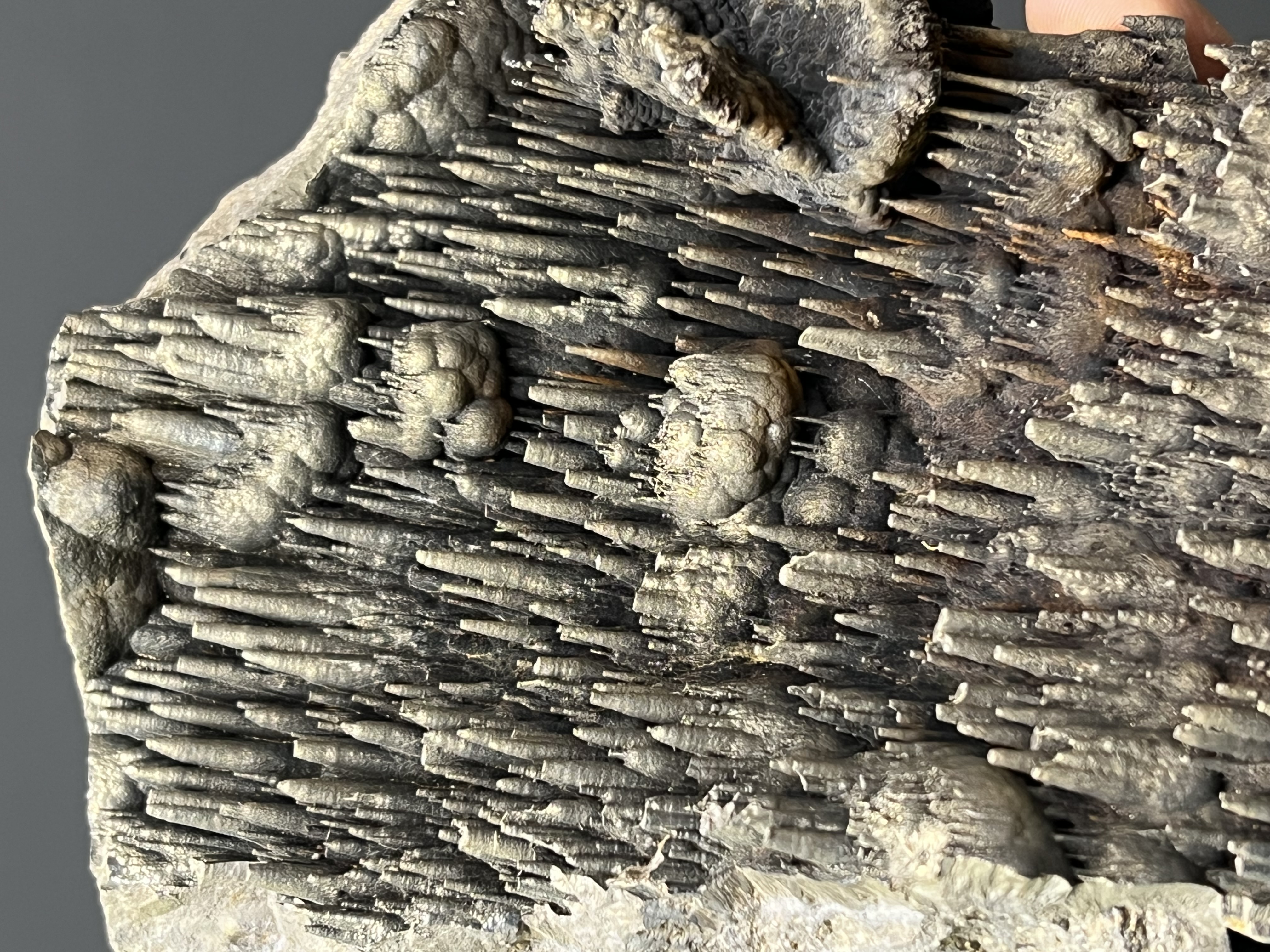 Museum Quality! Limonite Alloy Golden Color Stalactite Goethite 