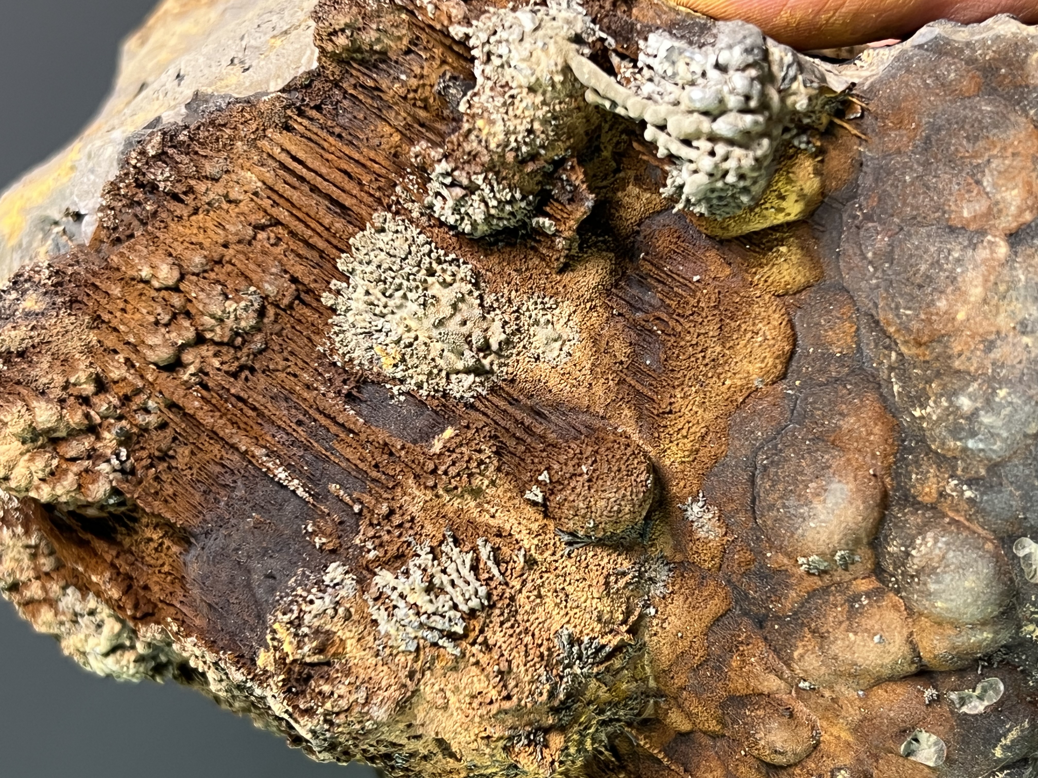 Museum Quality, Very Special Limonite And Specularite On Stalactite And Botryoidal Goethite 