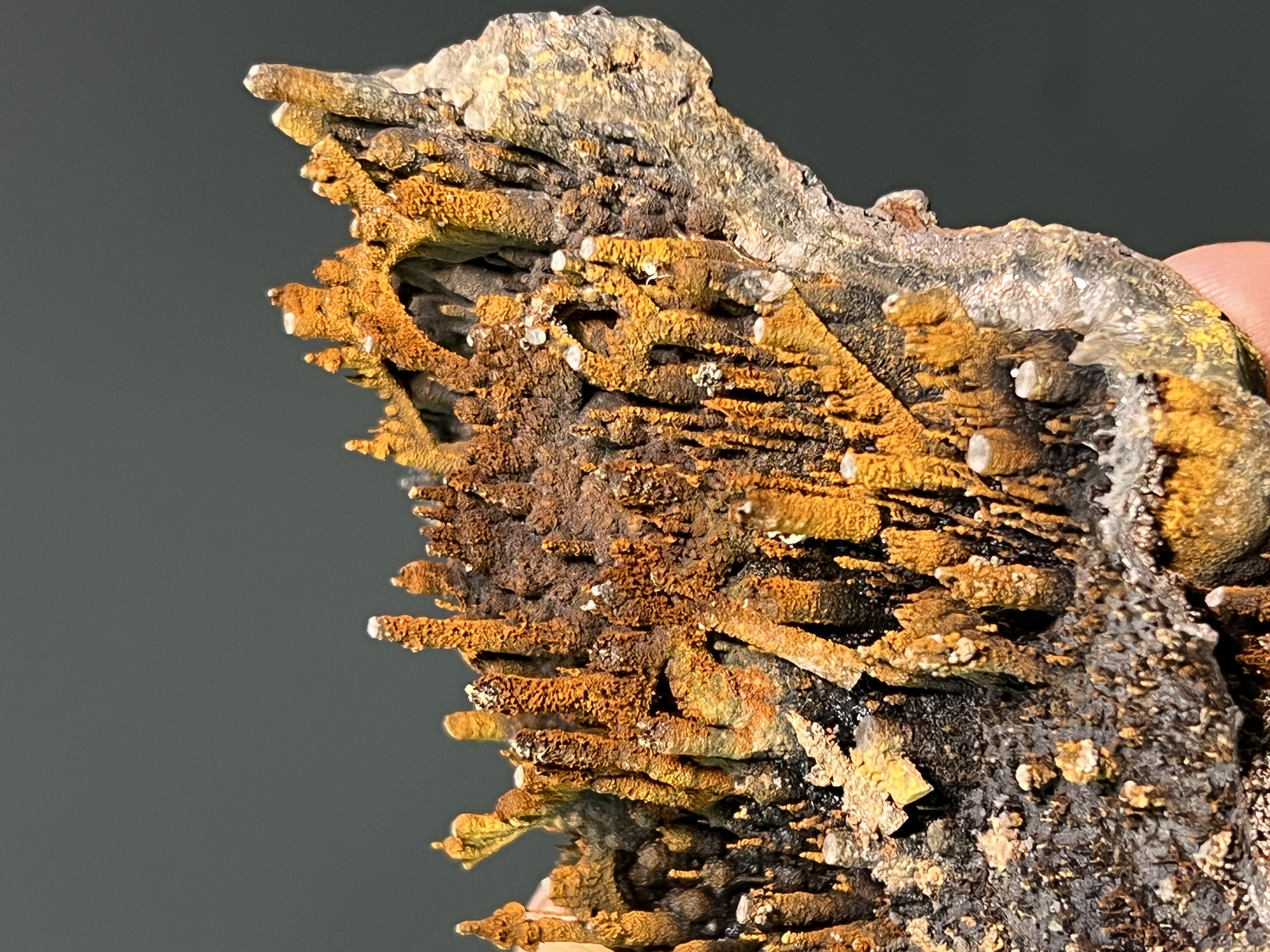 Special Museum Quality Limonite On Stalactite Goethite 