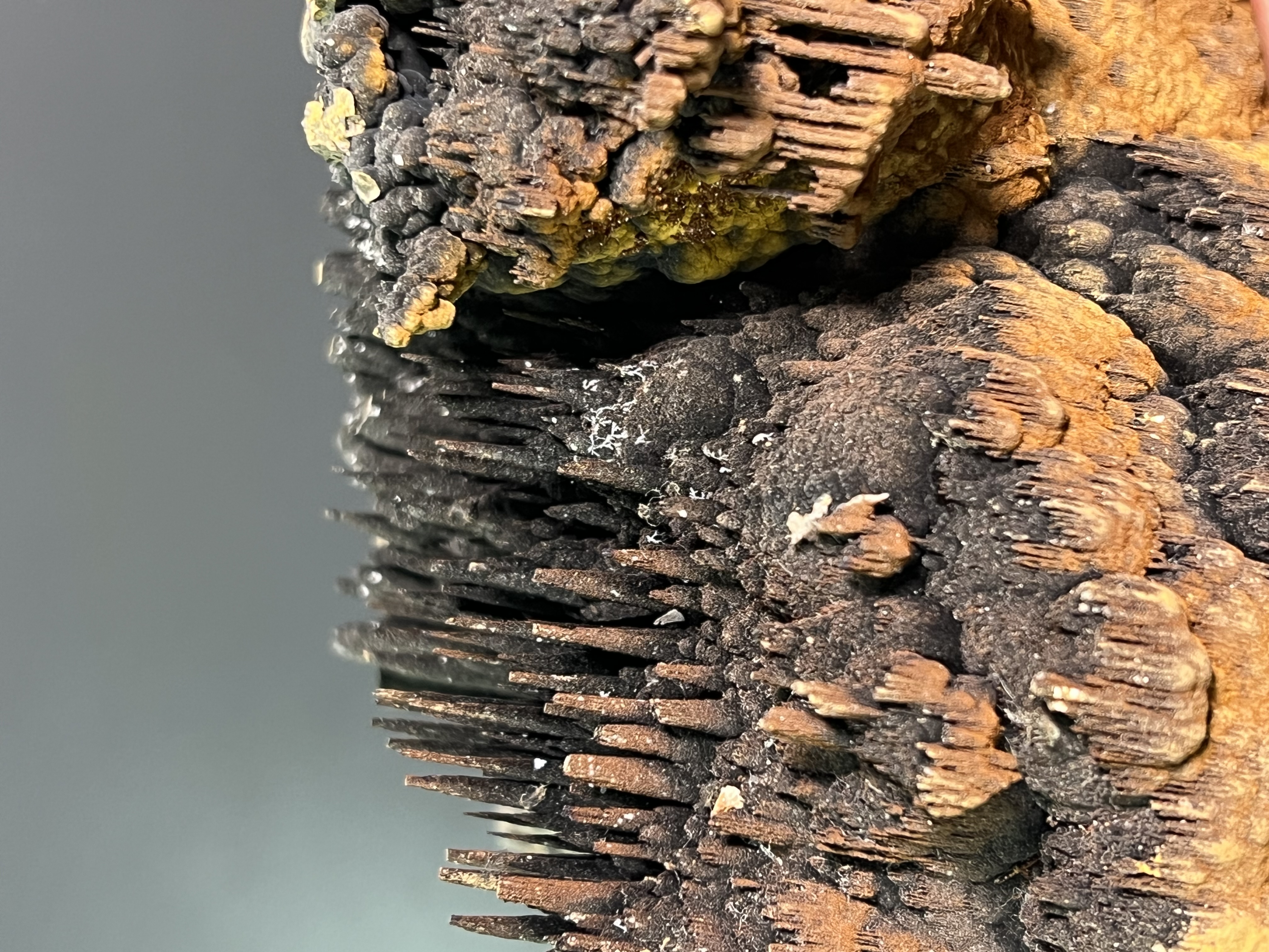 Museum Piece, Limonite With Stalactite Goethite