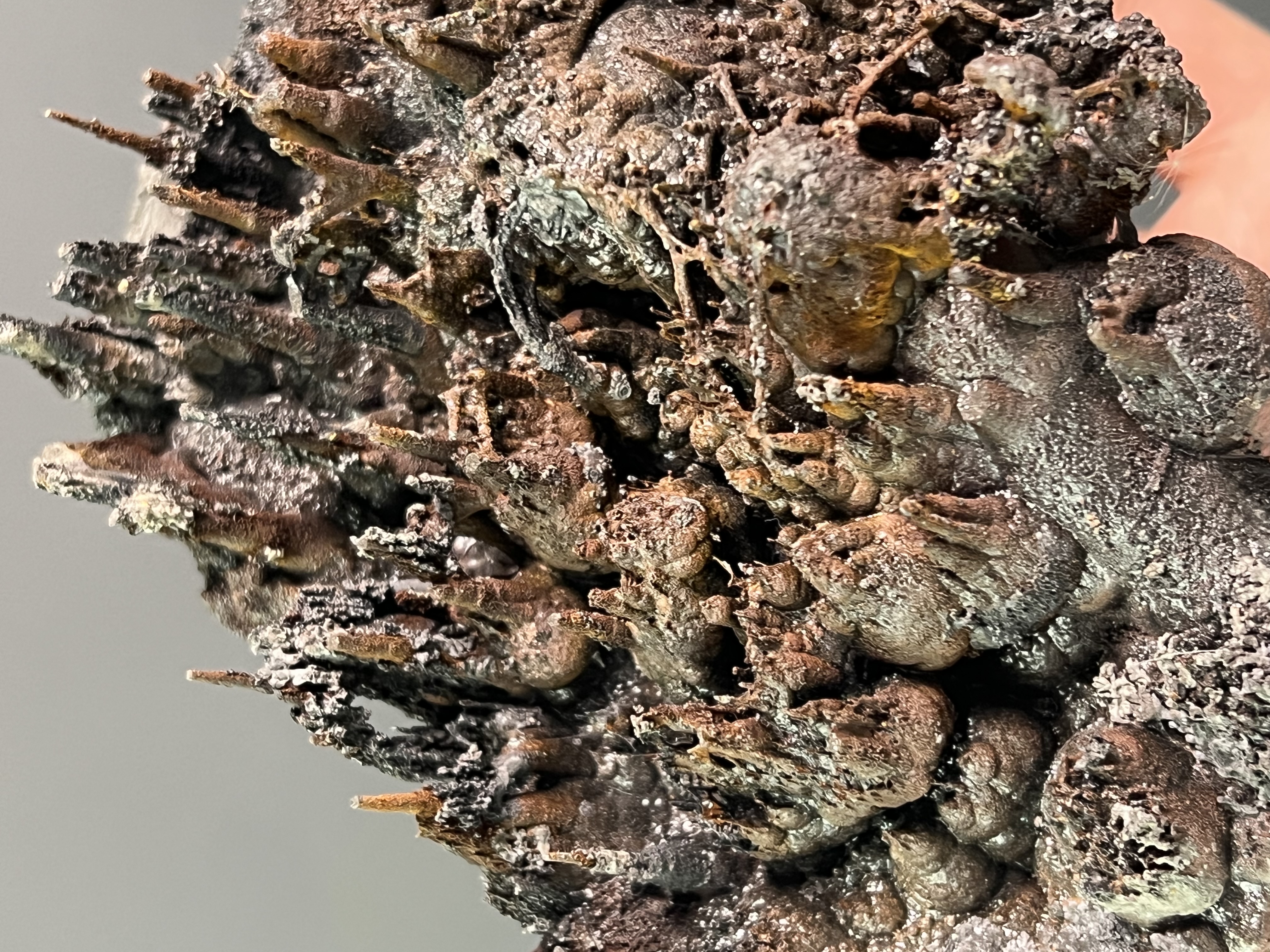 Limonite And Specularite On Stalactite Goethite 