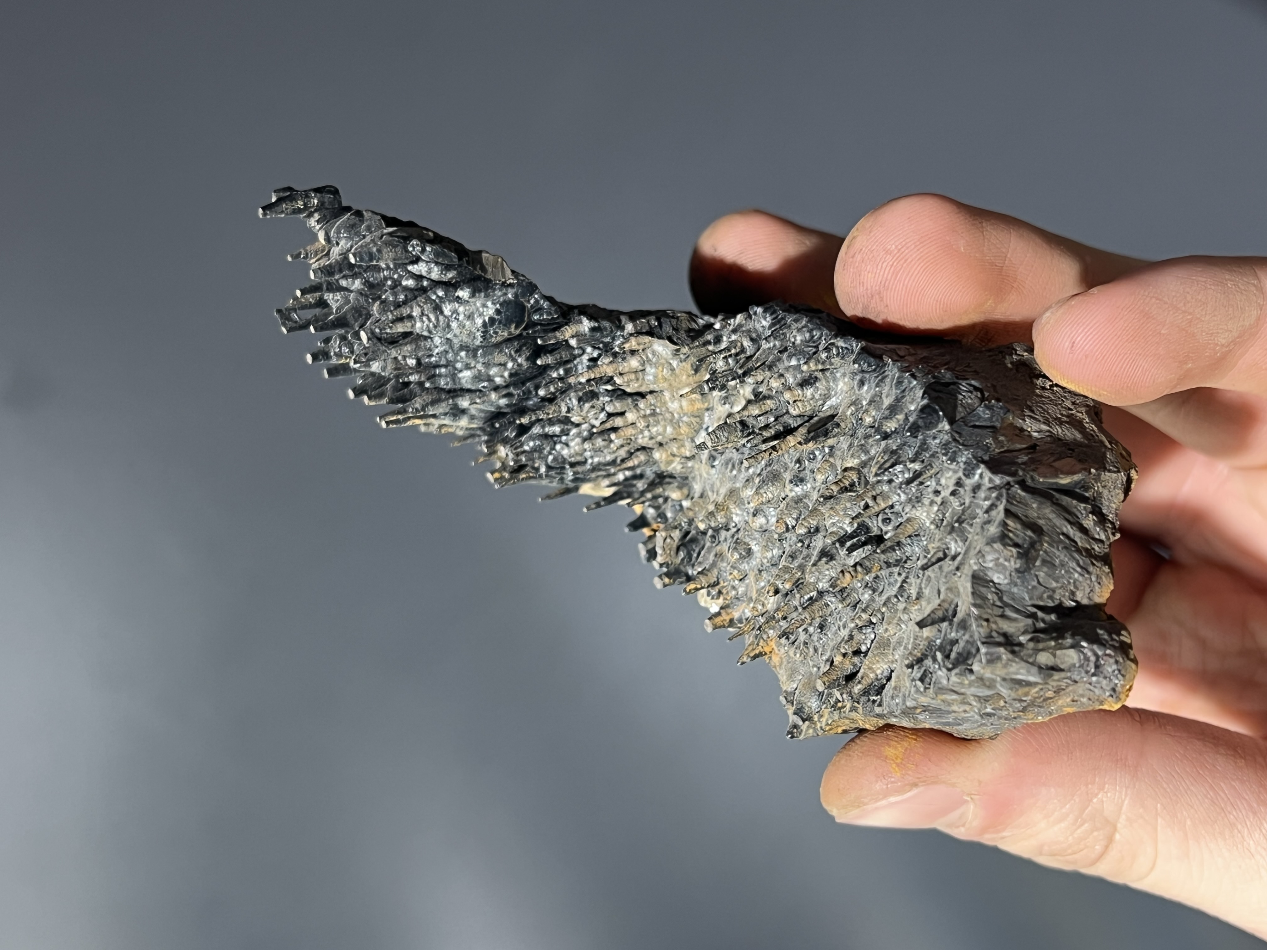 Museum Quality Special Showy Limonite With Stalactite Goethite 