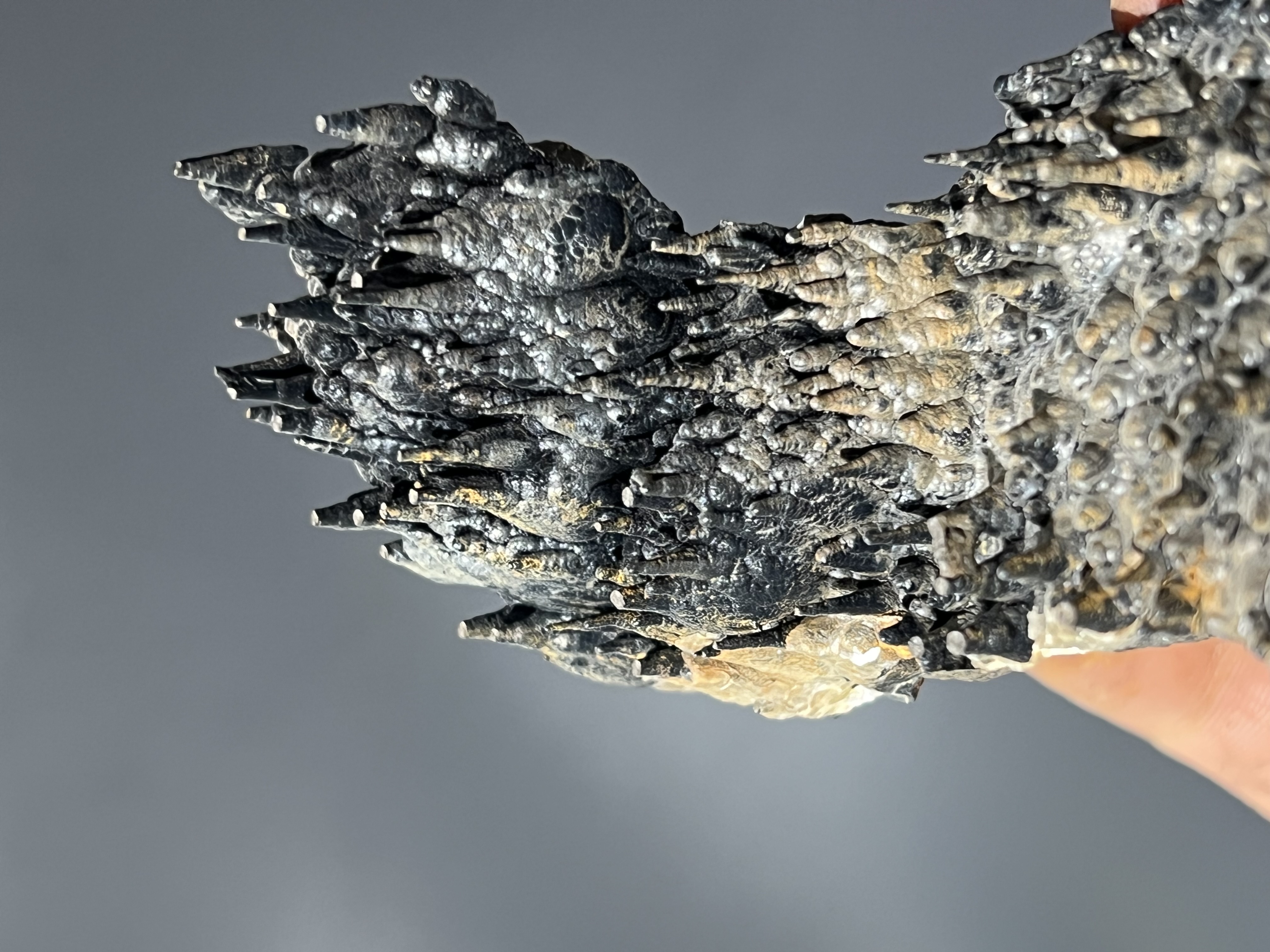 Museum Quality Special Showy Limonite With Stalactite Goethite 